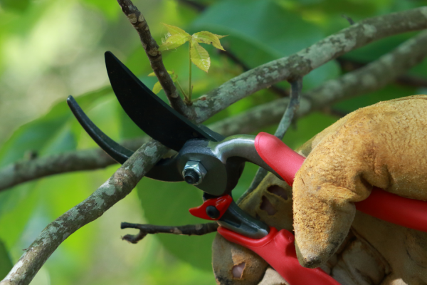Pruning and Trimming